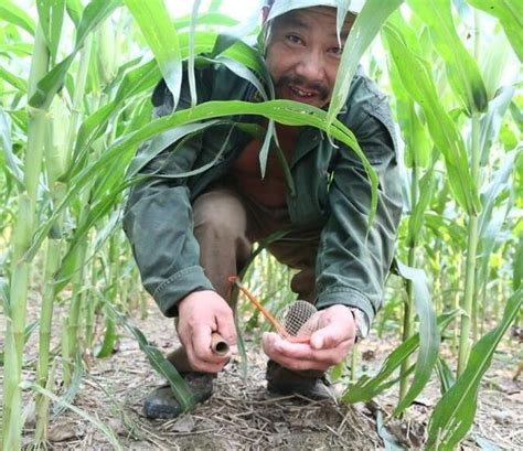 家裡有蟋蟀怎麼辦|5种方法来捕捉蟋蟀